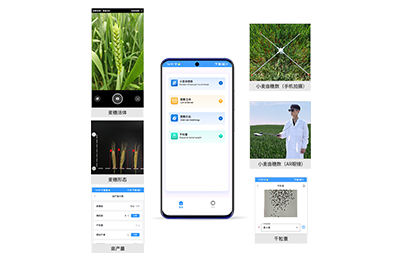 三沙市小麦亩穗数分析仪IN-XM02